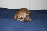 NORFOLK TERRIER 103